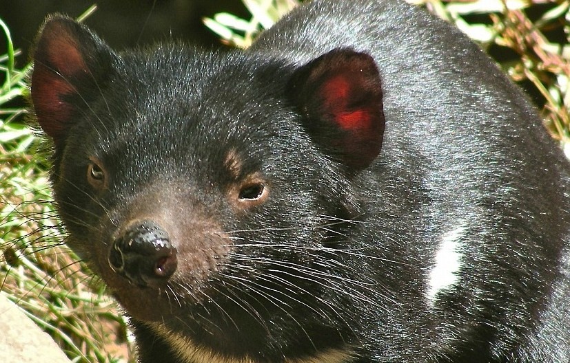 Il Diavolo della Tasmania, un terribile predatore.